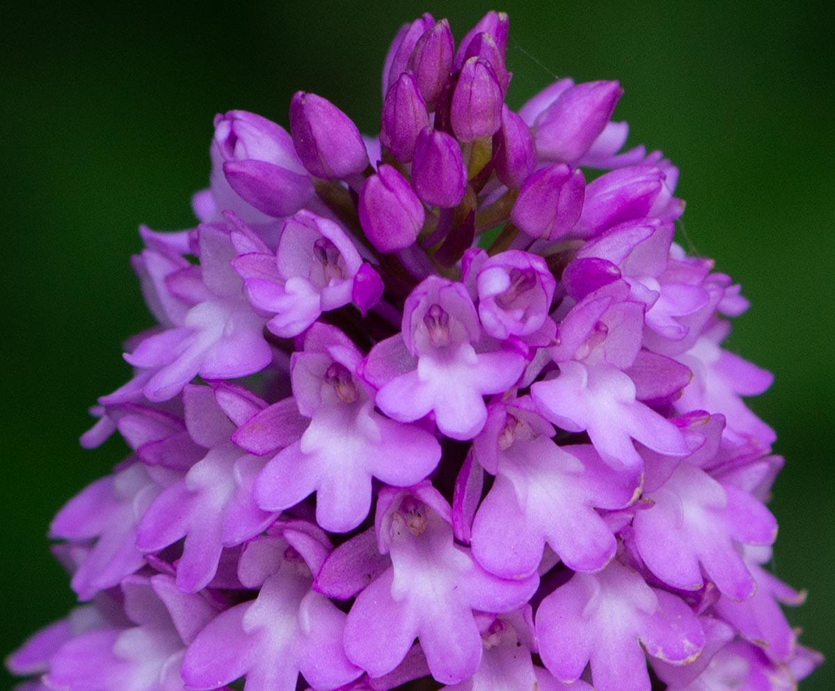 Blüten nah